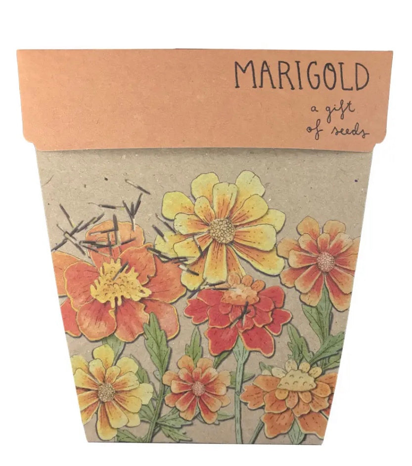 Marigolds A gift of seeds