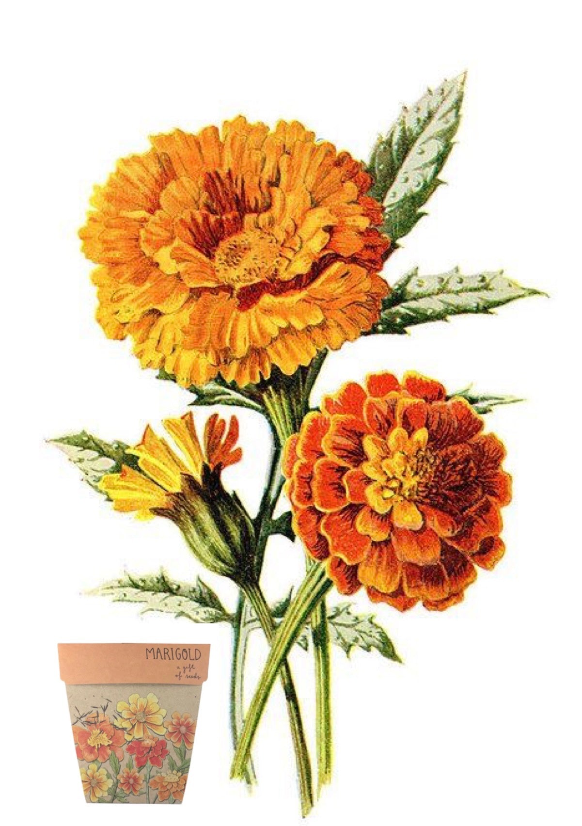 Marigolds A gift of seeds
