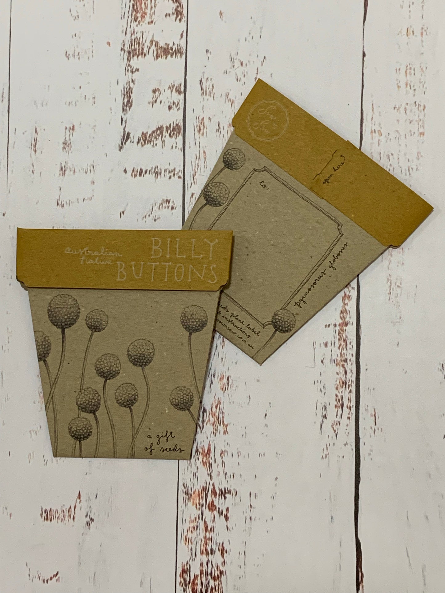 Billy Buttons A gift of seeds