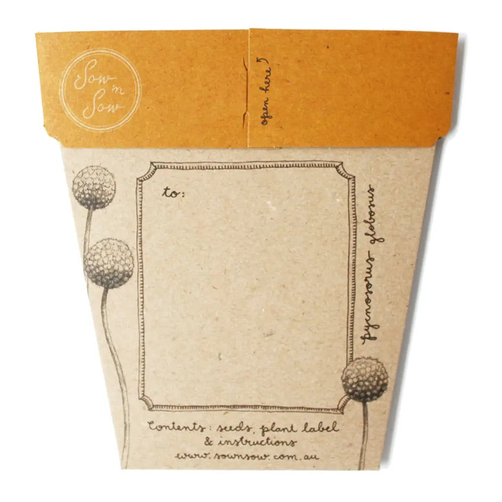 Billy Buttons A gift of seeds