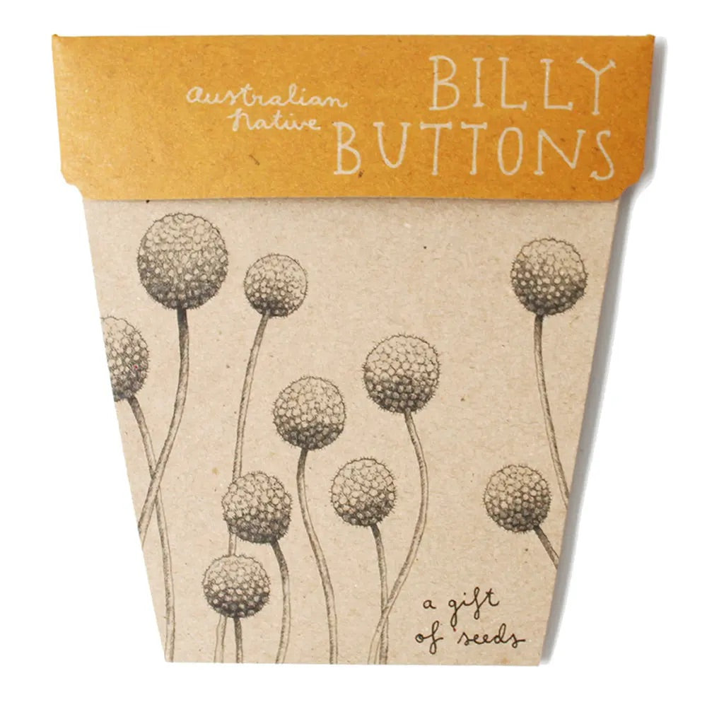 Billy Buttons A gift of seeds