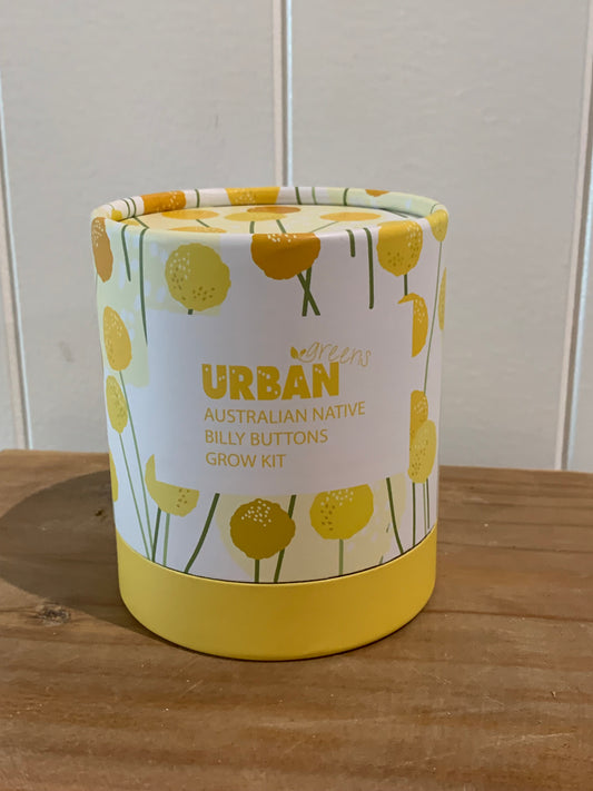 Australian Native Billy Buttons Grow Kit