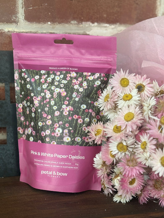 20g Pink and White Everlasting Paper Daisy Seed