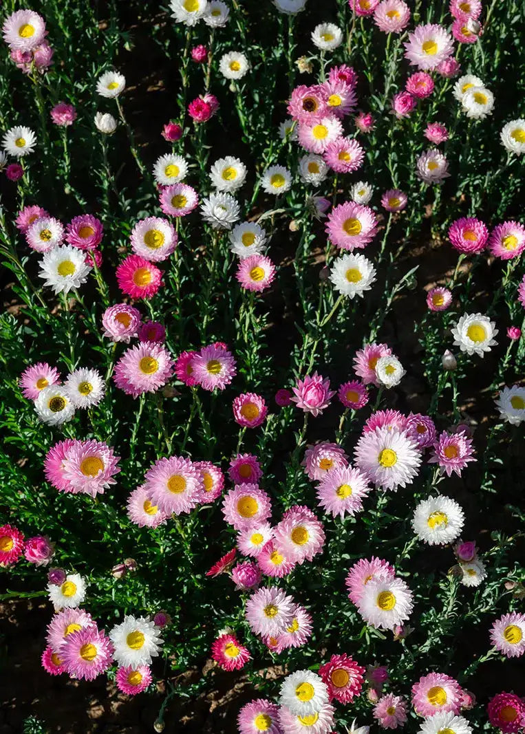 50g Pink and White Everlasting Paper Daisy Seed