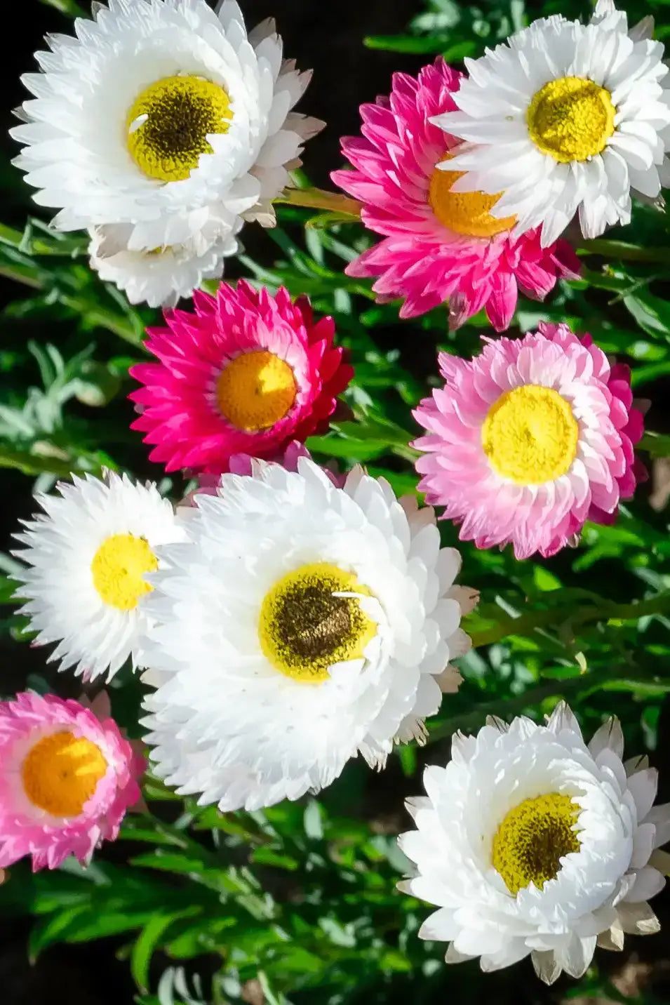 50g Pink and White Everlasting Paper Daisy Seed