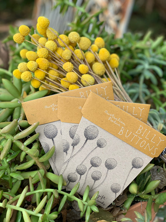 Billy Buttons A gift of seeds